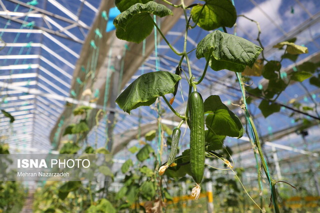 کشاورزان اهری همچنان در انتظار پرداخت خسارتهای بلای طبیعی