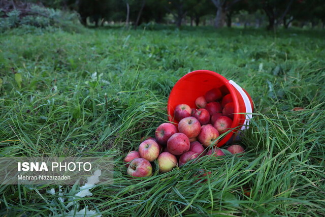 کشاورزان اهری همچنان در انتظار پرداخت خسارتهای بلای طبیعی