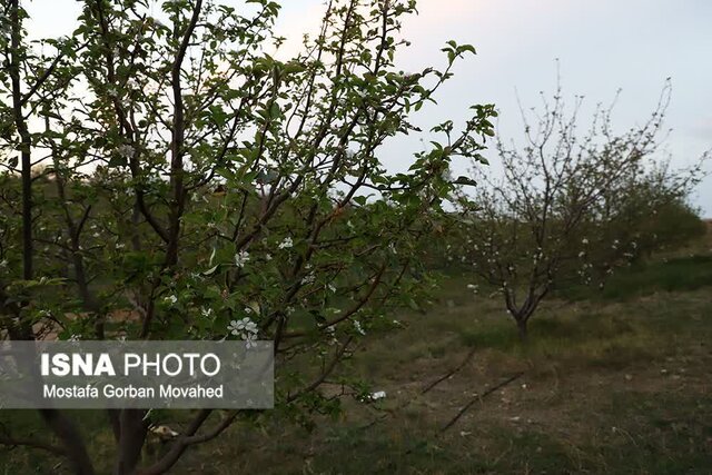 تنشهای محیطی و آبی باعث شکوفه دهی و خسارت به درختان اهر شده است