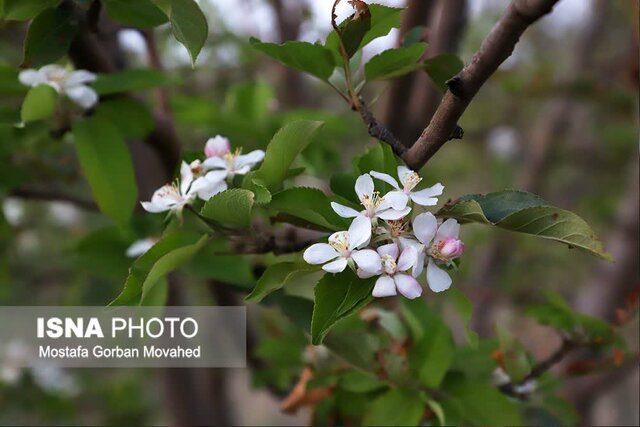 تنشهای محیطی و آبی باعث شکوفه دهی و خسارت به درختان اهر شده است