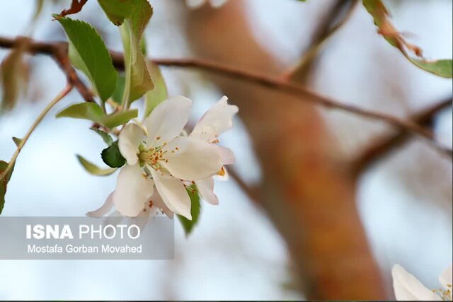 تنشهای محیطی و آبی باعث شکوفه دهی و خسارت به درختان اهر شده است