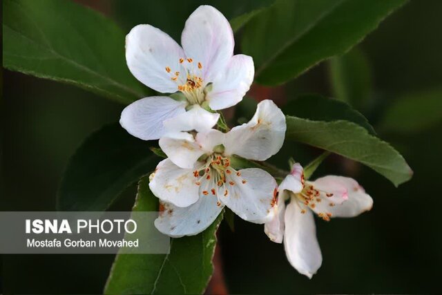 تنشهای محیطی و آبی باعث شکوفه دهی و خسارت به درختان اهر شده است