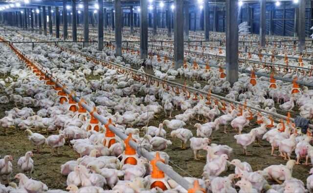 بازگشت یک مرغداری به مدار تولید در شهرستان هیرمند پس از ۷ سال بازگشت یک مرغداری به مدار تولید در شهرستان هیرمند پس از ۷ سال