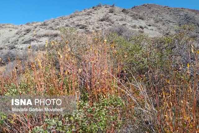 کاشت پاییزه ۱۰ هزار اصله نهال جنگلی در عرصههای طبیعی اهر