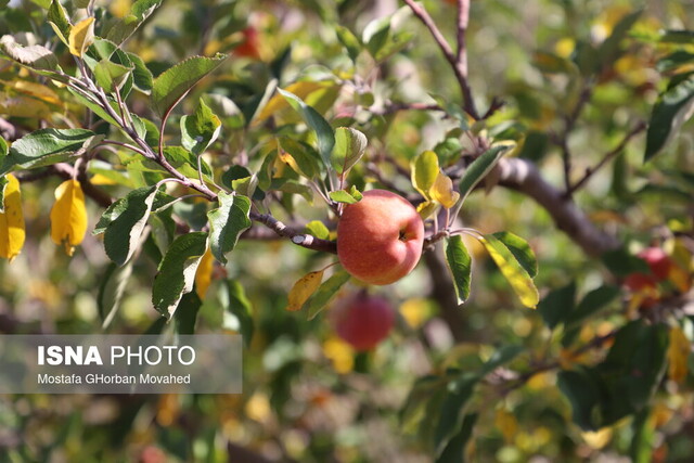 خسارت ۸۰ درصدی بلایای طبیعی به باغات سیب اهر