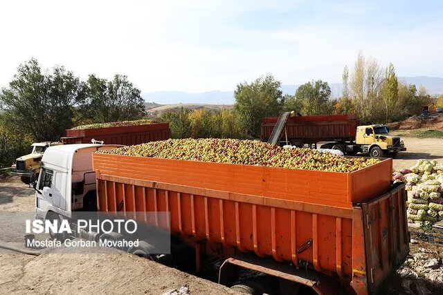 خسارت ۸۰ درصدی بلایای طبیعی به باغات سیب اهر