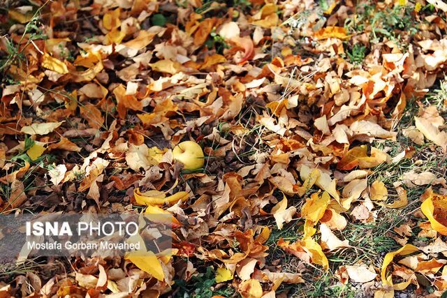 خسارت ۸۰ درصدی بلایای طبیعی به باغات سیب اهر