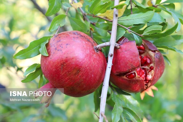 سروآباد؛ میزبان دومین جشنواره انار هورامان