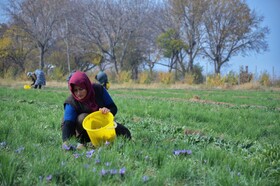 مرند قطب طلای سرخ آذربایجان