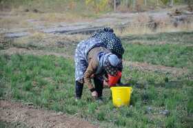 مرند قطب طلای سرخ آذربایجان