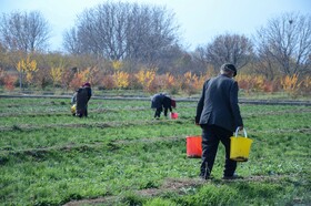 مرند قطب طلای سرخ آذربایجان