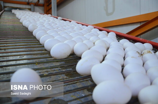 از رتبه نخست تولید زعفران و تخم مرغ تا برند آبمیوه