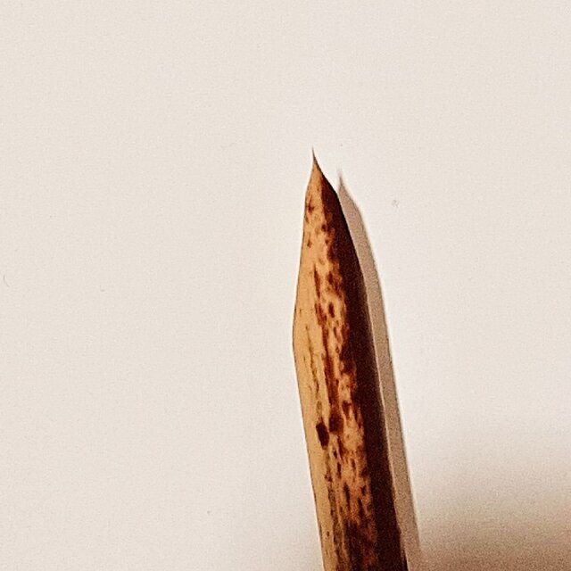 خوشنویسی که هنرش با ذرهبین دیده میشود