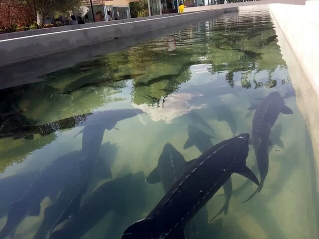 استحصال خاویار برای اولین بار در استان آذربایجان شرقی