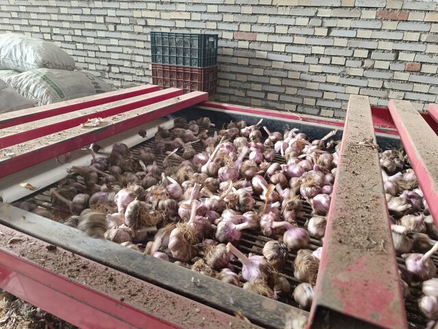 شهرستان آذرشهر در هر محصولی سرآمد است