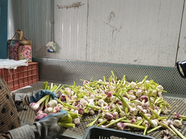 شهرستان آذرشهر در هر محصولی سرآمد است