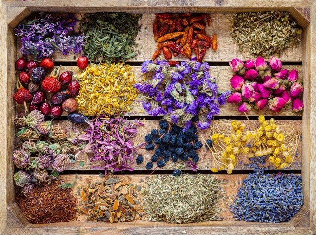 تولید ۱۸ هزار و ۶۸۴ تن گیاهان دارویی در آذربایجان شرقی تولید ۱۸ هزار و ۶۸۴ تن گیاهان دارویی در آذربایجان شرقی