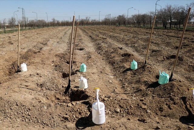 رصد مستمر کشت پاییزه در آذربایجان شرقی رصد مستمر کشت پاییزه در آذربایجان شرقی