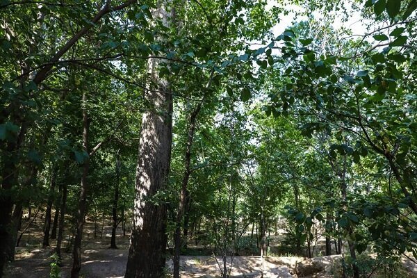 تملک ۴۱۶ هکتاری باغات قدیمی با هدف احیای باغشهر تبریز تملک ۴۱۶ هکتاری باغات قدیمی با هدف احیای باغشهر تبریز