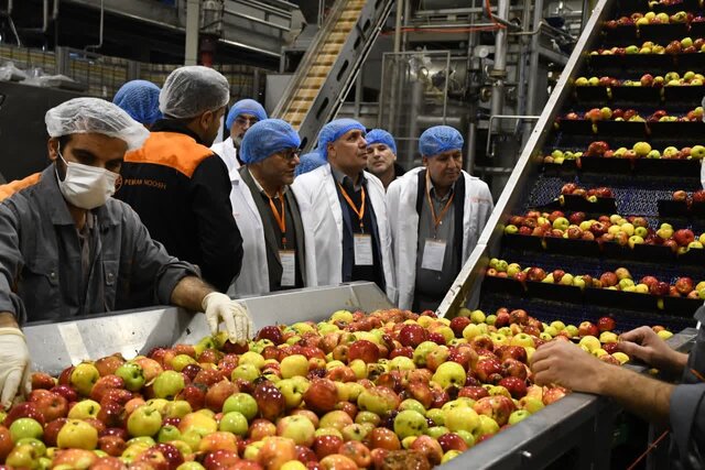 تولید بیش از ۷۰۰ هزار تن سیب در آذربایجان شرقی تولید بیش از ۷۰۰ هزار تن سیب در آذربایجان شرقی