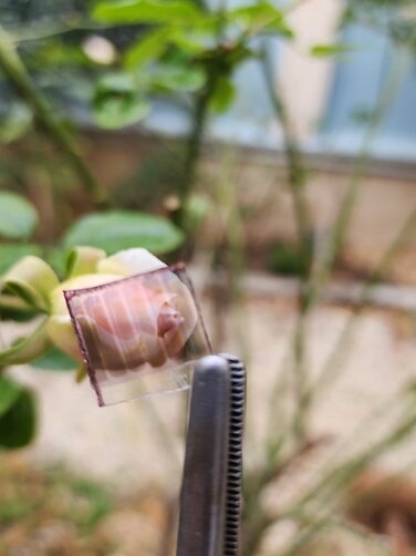 طراحی و ساخت سلولهای خورشیدی نیمه شفاف در پژوهشکده فیزیک کاربردی و ستارهشناسی دانشگاه تبریز