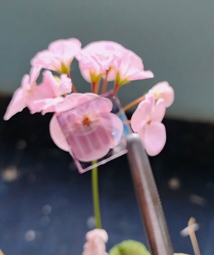 طراحی و ساخت سلولهای خورشیدی نیمه شفاف در پژوهشکده فیزیک کاربردی و ستارهشناسی دانشگاه تبریز