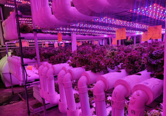 ایجاد گلخانههای "ا ن اف تی" برای نخستین بار در آذربایجان شرقی ایجاد گلخانههای "ا ن اف تی" برای نخستین بار در آذربایجان شرقی