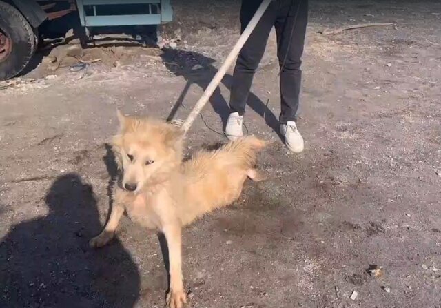 زندهگیری یک قلاده گرگ در ارتفاعات رشدیه تبریز زندهگیری یک قلاده گرگ در ارتفاعات رشدیه تبریز