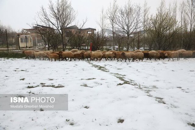 سرمازدگی شدید محصولات کشاورزی اهر و هریس