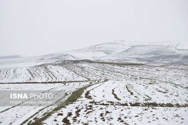 سرمازدگی شدید محصولات کشاورزی اهر و هریس
