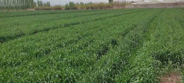 علفهای هرز، سن و زنگ گندم تهدیدی جدی برای مزارع علفهای هرز، سن و زنگ گندم تهدیدی جدی برای مزارع