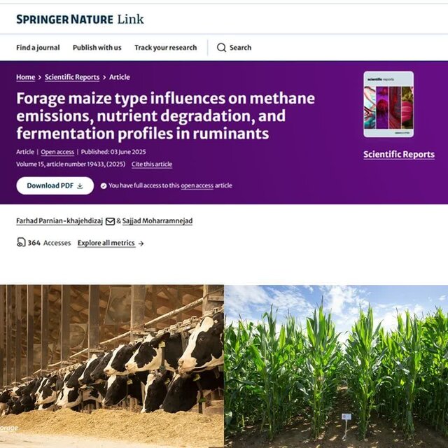 ارتباط مستقیم بین نوع ژنتیکی ذرت علوفهای با شاخصهای زیست محیطی در تغذیه دام تحلیل شد ارتباط مستقیم بین نوع ژنتیکی ذرت علوفهای با شاخصهای زیست محیطی در تغذیه دام تحلیل شد