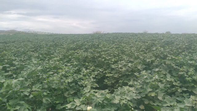 پایان کشت پنبه در ۱۲۰۰ هکتار از اراضی آذربایجان شرقی پایان کشت پنبه در ۱۲۰۰ هکتار از اراضی آذربایجان شرقی