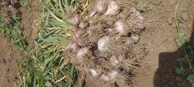 برداشت ۱۵۵۰۰ تن سیر از مزارع آذربایجان شرقی برداشت ۱۵۵۰۰ تن سیر از مزارع آذربایجان شرقی