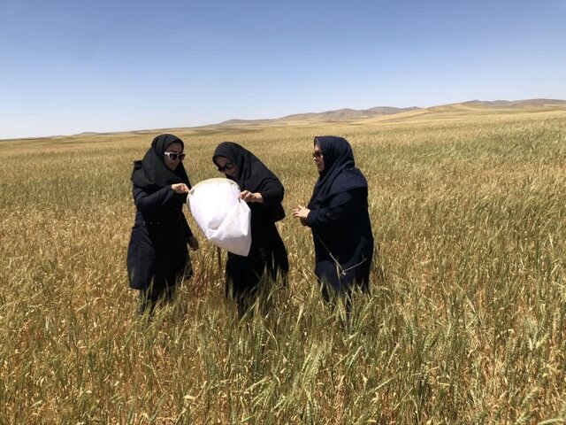 مبارزه با آفت سن گندم در سطح ۸۵ هزار هکتار از اراضی آذربایجان شرقی
