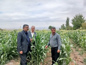 تأکید بر نوآوری تغذیه گیاهی و تعامل با کشاورزان در آذربایجان شرقی
