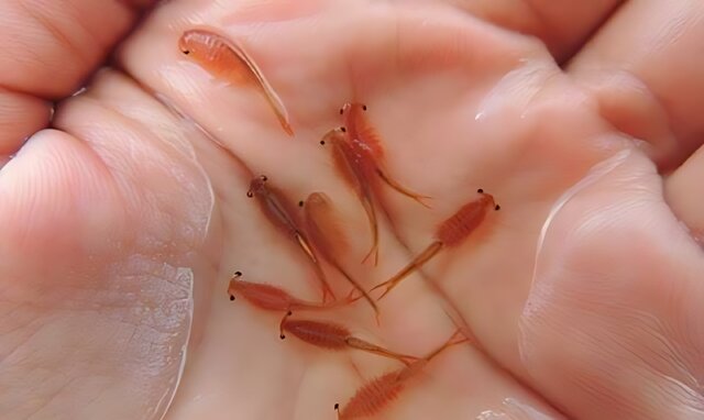 اولین مزرعه پرورش آرتمیا در آذربایجان شرقی به بهره برداری میرسد