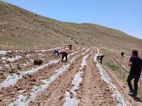 جمع‌آوری بقایای پلاستیکی از مزارع پس از برداشت محصول الزامی است