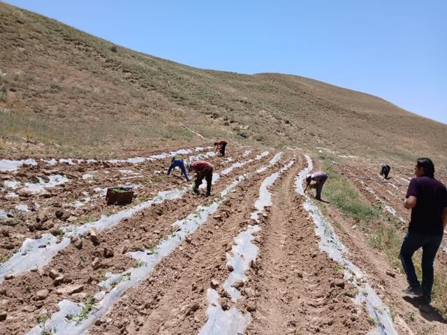 جمعآوری بقایای پلاستیکی از مزارع پس از برداشت محصول الزامی است جمعآوری بقایای پلاستیکی از مزارع پس از برداشت محصول الزامی است