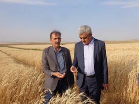 یافته‌های تحقیقاتی در پایداری تولید در دیم‌زارها نقش مهمی دارند