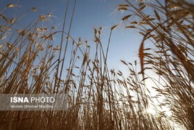 اهر، قطب مهم تولید گندم و جو در آذربایجان شرقی