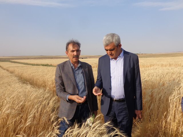 یافتههای تحقیقاتی در پایداری تولید در دیمزارها نقش مهمی دارند یافتههای تحقیقاتی در پایداری تولید در دیمزارها نقش مهمی دارند