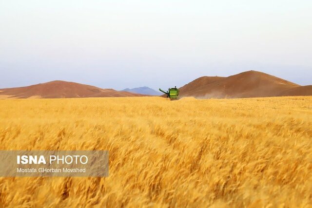 اهر، قطب مهم تولید گندم و جو در آذربایجان شرقی