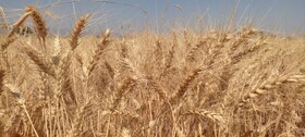 خرید گندم در آذربایجان شرقی از مرز ۱۵۲ هزار تن گذشت 