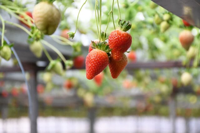 صرفهجویی ۳۰ میلیون مترمکعبی آب با توسعه کشتهای کنترلشده صرفهجویی ۳۰ میلیون مترمکعبی آب با توسعه کشتهای کنترلشده