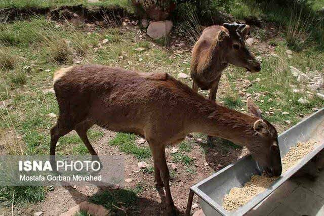 تولد پنجمین گوساله مارال در پارک جنگلی فندقلوی اهر
