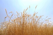 ۲۲۰ هزار هکتار از اراضی زنجان زیر کشت گندم رفته است