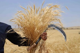 آیین شکرگزاری برداشت گندم در مراغه