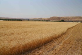 آیین شکرگزاری برداشت گندم در مراغه