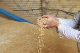 آیین شکرگزاری برداشت گندم در مراغه